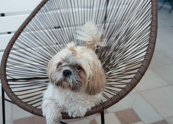 Harmonia House Daire Kamári